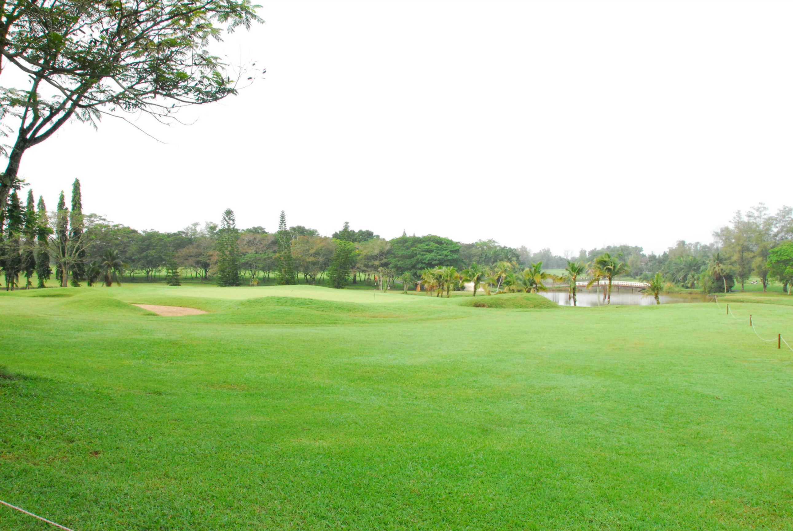 PRO15 157 GOLF DSC 0236.JPG